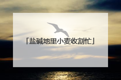 盐碱地里小麦收割忙