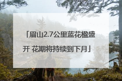 眉山2.7公里蓝花楹盛开 花期将持续到下月