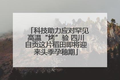 科技助力应对罕见高温“烤”验 四川自贡这片稻田即将迎来头季孕穗期