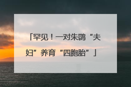 罕见！一对朱鹮“夫妇”养育“四胞胎”
