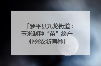罗平县九龙街道：玉米制种“苗”绘产业兴农新画卷