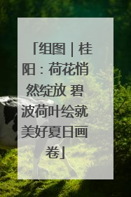 组图｜桂阳：荷花悄然绽放 碧波荷叶绘就美好夏日画卷