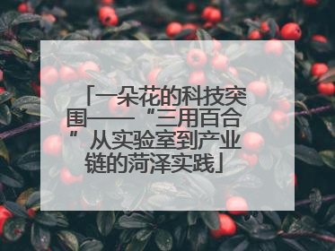 一朵花的科技突围——“三用百合”从实验室到产业链的菏泽实践