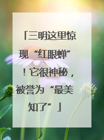 三明这里惊现“红眼蝉”！它很神秘，被誉为“最美知了”