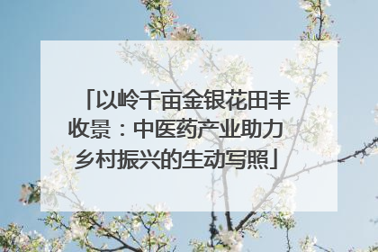 以岭千亩金银花田丰收景：中医药产业助力乡村振兴的生动写照