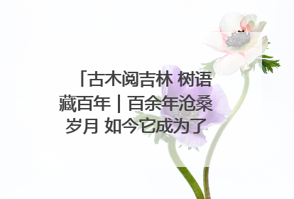 古木阅吉林 树语藏百年｜百余年沧桑岁月 如今它成为了“镇园之宝”