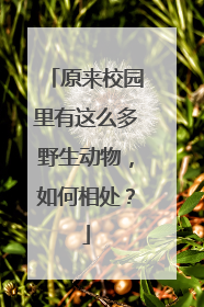 原来校园里有这么多野生动物，如何相处？