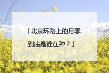 北京环路上的月季到底是谁在种？