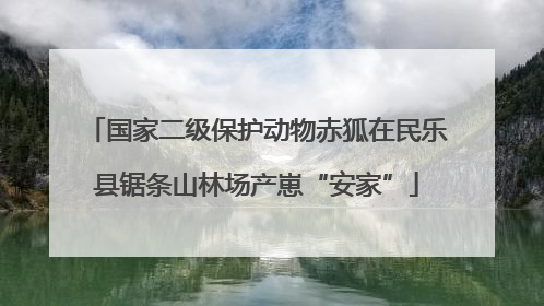 国家二级保护动物赤狐在民乐县锯条山林场产崽“安家”