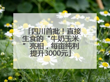 四川首批！直接生食的“牛奶玉米”亮相，每亩纯利提升3000元