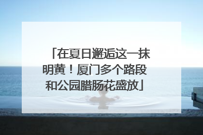 在夏日邂逅这一抹明黄！厦门多个路段和公园腊肠花盛放