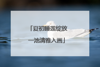 夏初睡莲绽放 一池清雅入画