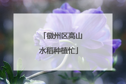 徽州区高山水稻种植忙
