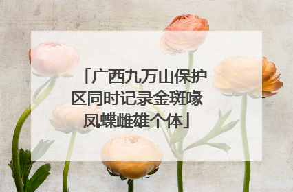 广西九万山保护区同时记录金斑喙凤蝶雌雄个体