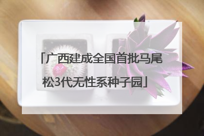 广西建成全国首批马尾松3代无性系种子园