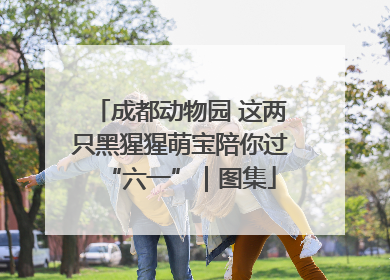 成都动物园 这两只黑猩猩萌宝陪你过“六一”｜图集