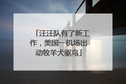 汪汪队有了新工作，美国一机场出动牧羊犬驱鸟