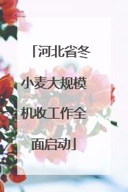 河北省冬小麦大规模机收工作全面启动