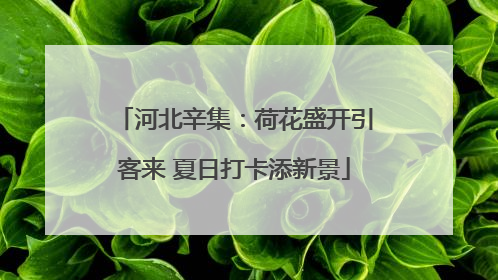 河北辛集：荷花盛开引客来 夏日打卡添新景