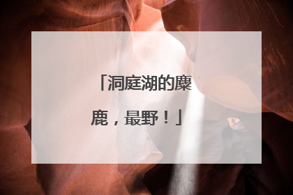 洞庭湖的麋鹿，最野！