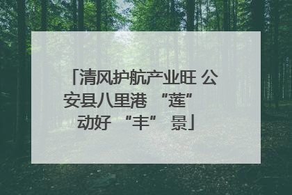 清风护航产业旺 公安县八里港 “莲” 动好 “丰” 景