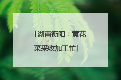 湖南衡阳：黄花菜采收加工忙