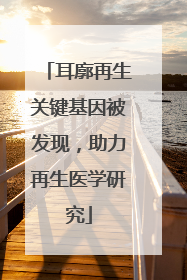 耳廓再生关键基因被发现，助力再生医学研究