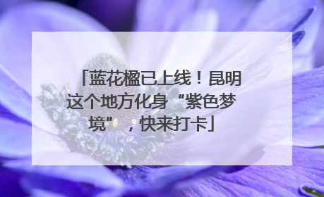 蓝花楹已上线！昆明这个地方化身“紫色梦境”，快来打卡