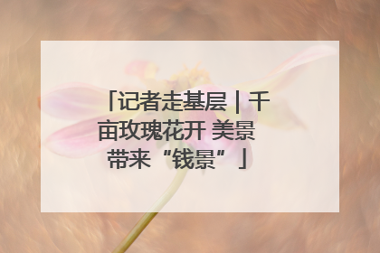 记者走基层｜千亩玫瑰花开 美景带来“钱景”