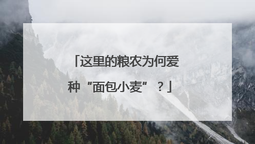 这里的粮农为何爱种“面包小麦”？