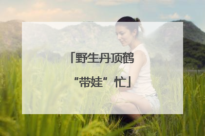 野生丹顶鹤“带娃”忙