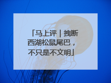 马上评｜拽断西湖松鼠尾巴，不只是不文明