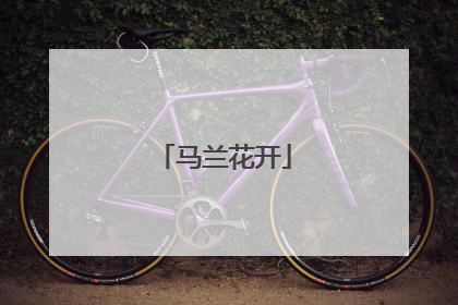 马兰花开