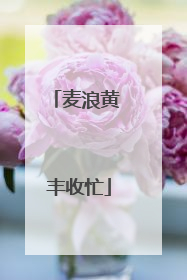 麦浪黄 丰收忙